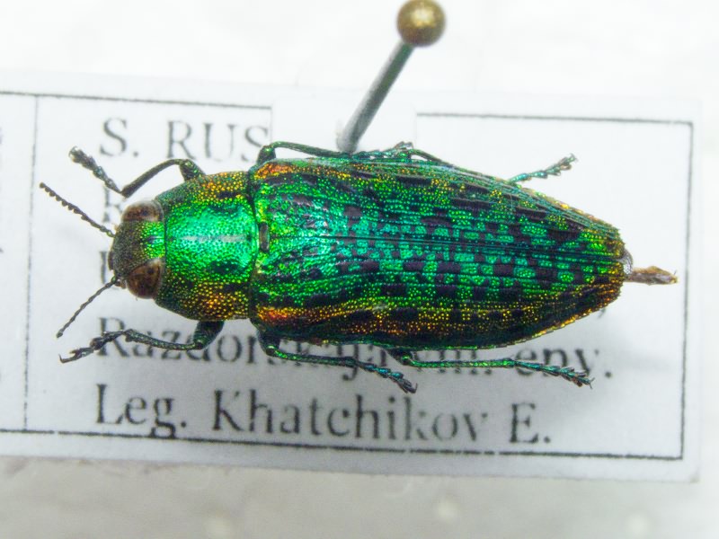 Lamprodila decipiens decipiens (Gebler, 1847)